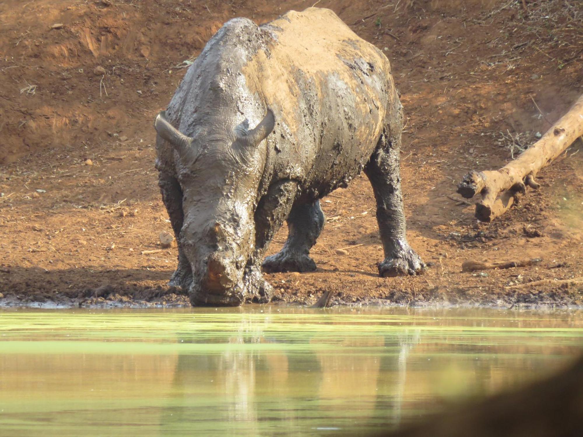 Sable Creek Safari Lodge Тзанеен Экстерьер фото