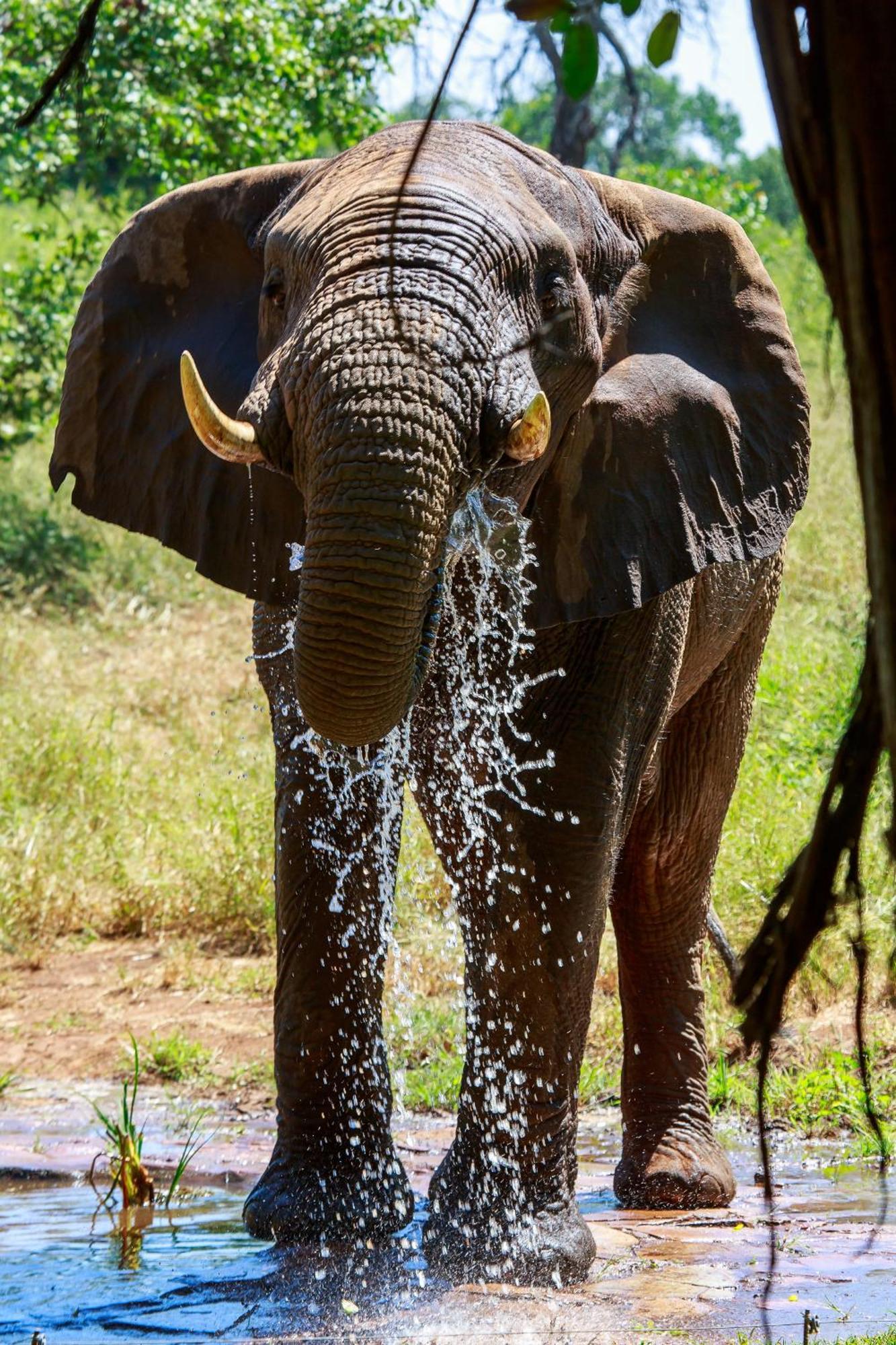 Sable Creek Safari Lodge Тзанеен Экстерьер фото