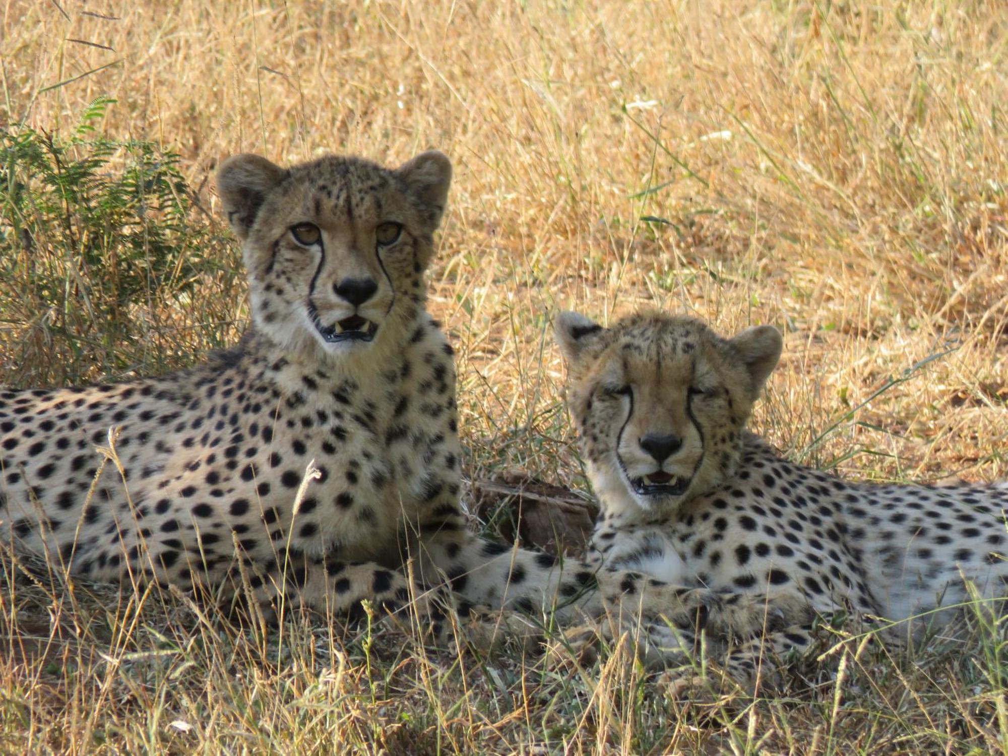 Sable Creek Safari Lodge Тзанеен Экстерьер фото